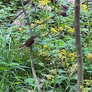 Meet your Posher, Melody